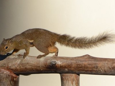 Plaintain squirrel